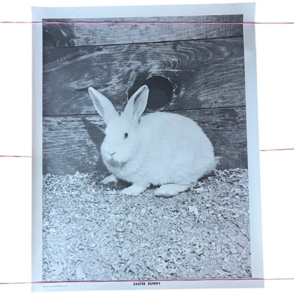 Vintage Black & White Easter Bunny Photograph Poster 20" x 16" Seattle
